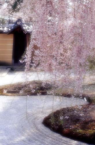 2008桜
