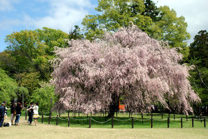 4月20日の桜