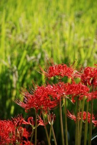 彼岸花