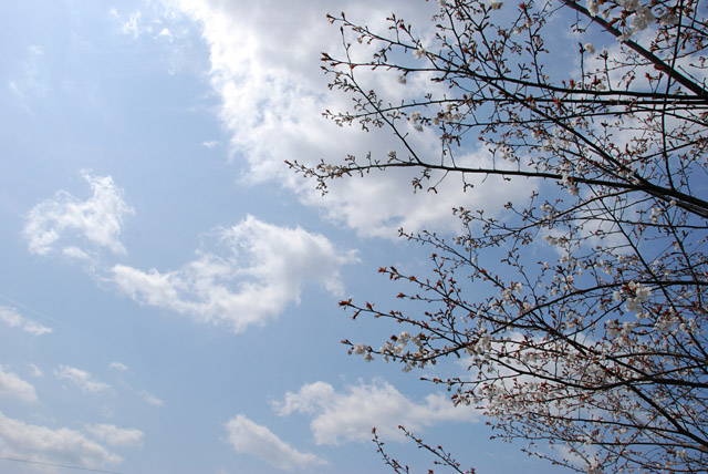 2009年3月29日の桜