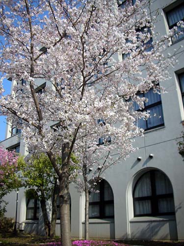 高校の桜