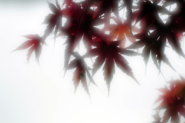 2010紅葉