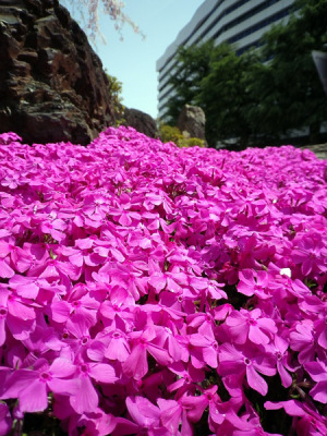 芝桜３