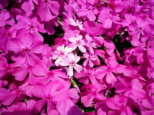 芝桜５
