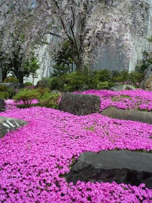 芝桜７