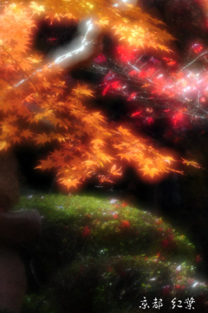 京都紅葉