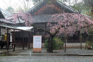 sakura01