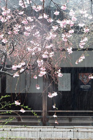 sakura02