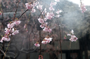 sakura04