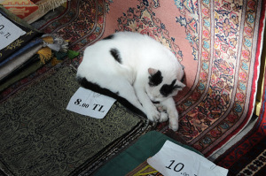 neko16
