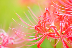彼岸花07
