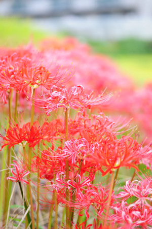 彼岸花08
