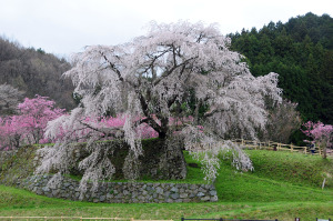 又兵衛桜
