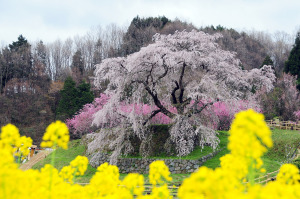 菜の花と桜