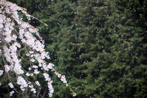 散る桜