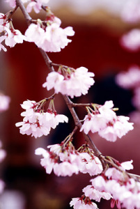桜2006